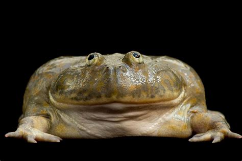 Fat frogs - The fossilised skull of a 270-million-year-old ancient amphibian has been uncovered by scientists – who have named it after Kermit the frog. The team, from …